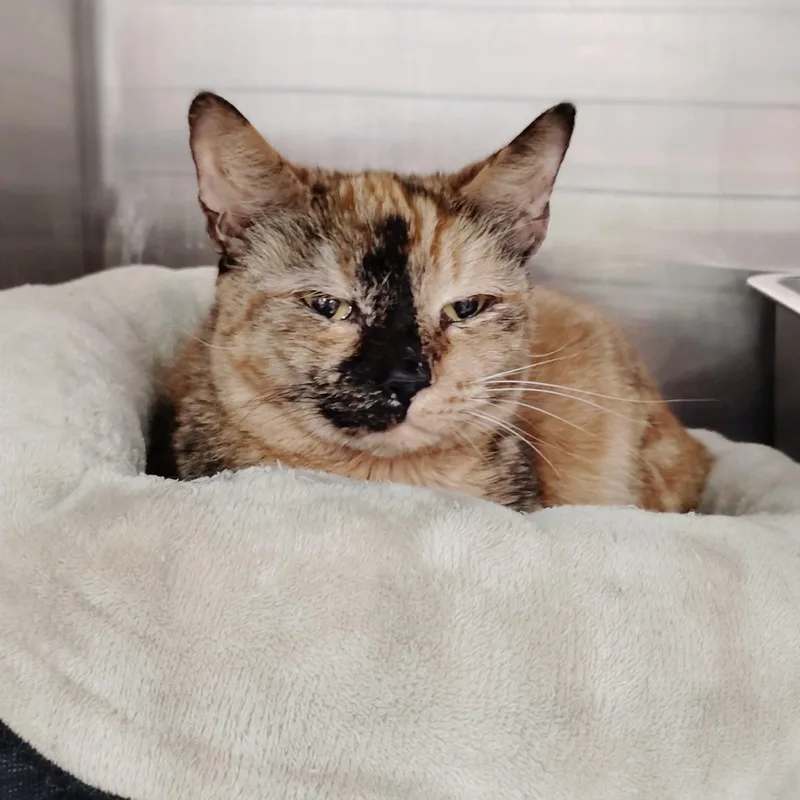 A young medium-sized female Tortoiseshell Domestic Short Hair cat named Canela for adoption in Bellmawr, NJ