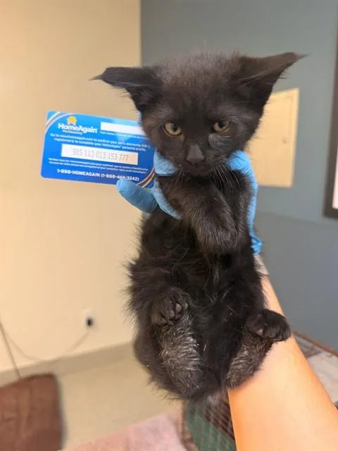 A baby small-sized female Domestic Short Hair cat named Frannie for adoption in San Luis Obispo, CA