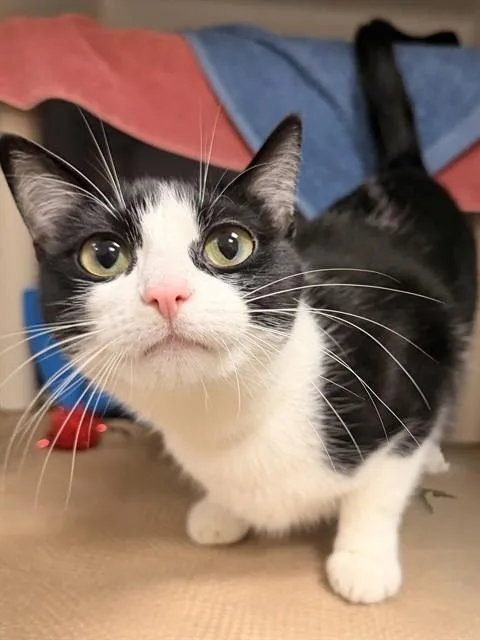 A young medium-sized female Domestic Short Hair cat named Mila for adoption in Boston, MA