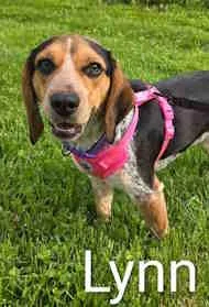 A young small-sized female Tricolor (Brown, Black, & White) Beagle dog named Lynn for adoption in Atco, NJ