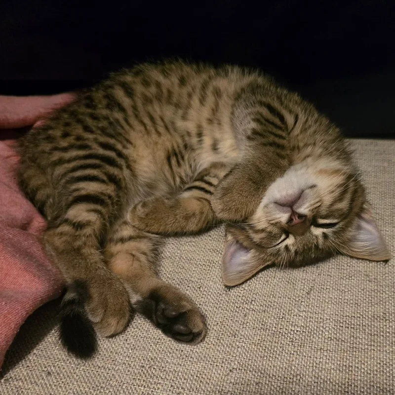 A baby small-sized female Domestic Short Hair cat named Gina for adoption in Jasper, IN