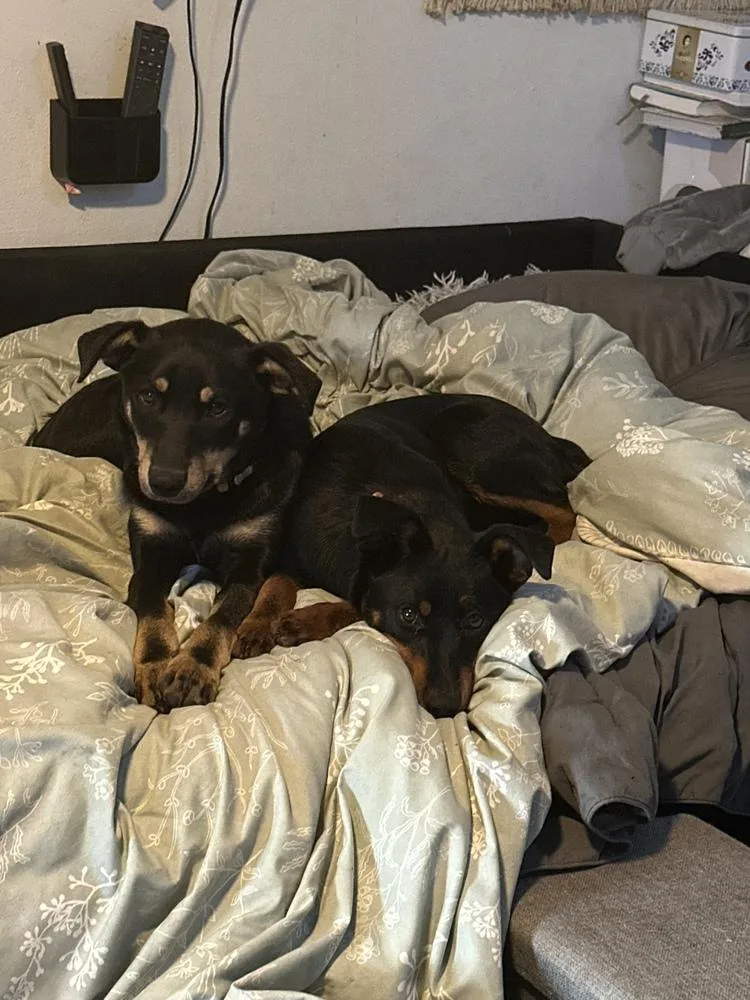 Ginger Snap thumbnail 2