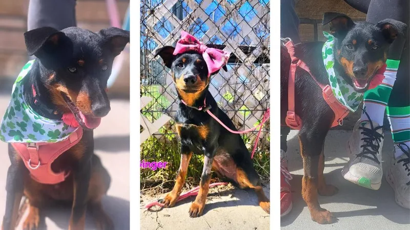 Ginger Snap thumbnail 3