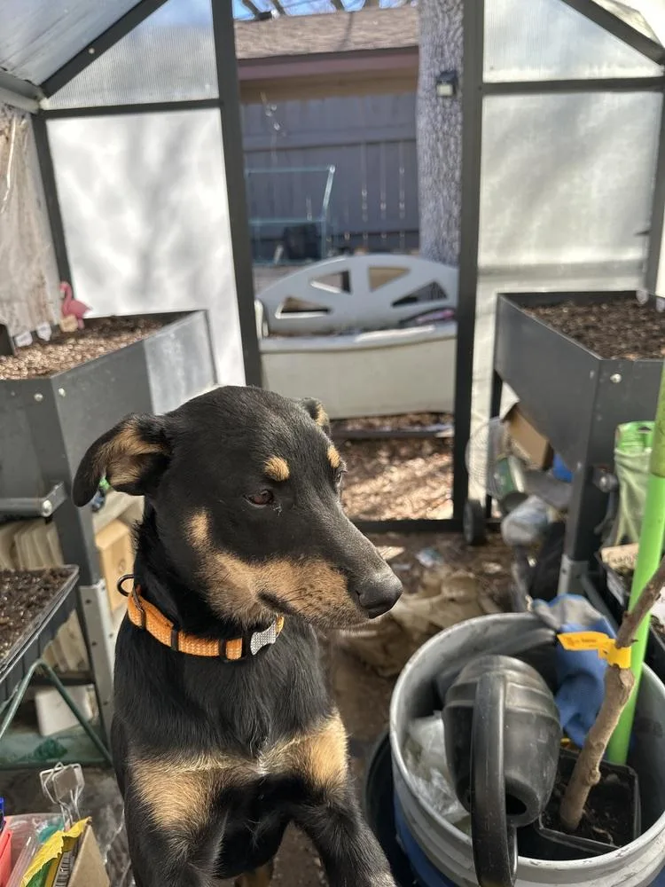 Ginger Snap thumbnail 4