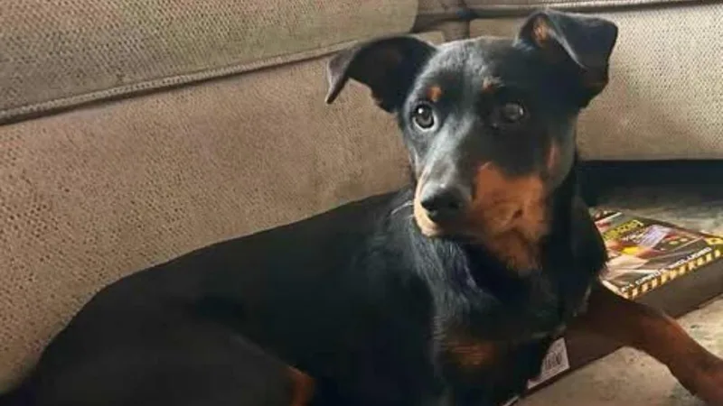 Ginger Snap thumbnail 5