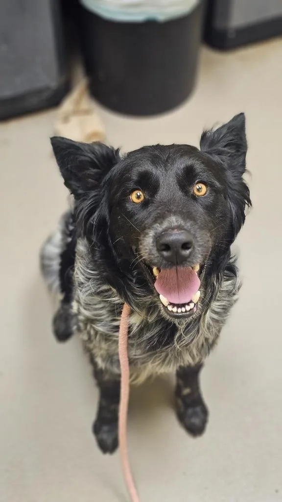 An adult small-sized male Australian Shepherd dog named Picasso for adoption in Crossville, TN