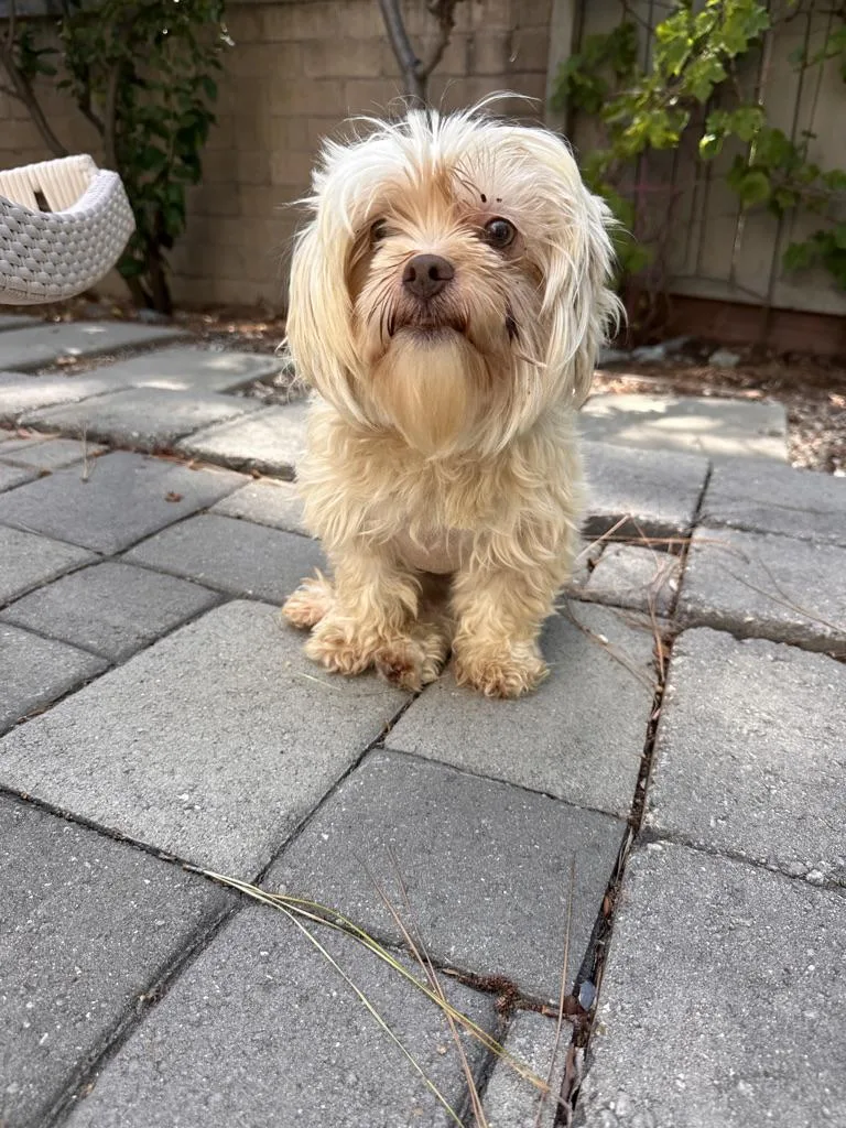 An adult small-sized female Apricot / Beige Shih Tzu dog named Gladys for adoption in Arroyo Grande, CA
