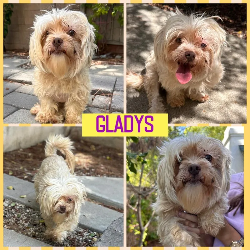 Gladys thumbnail 3