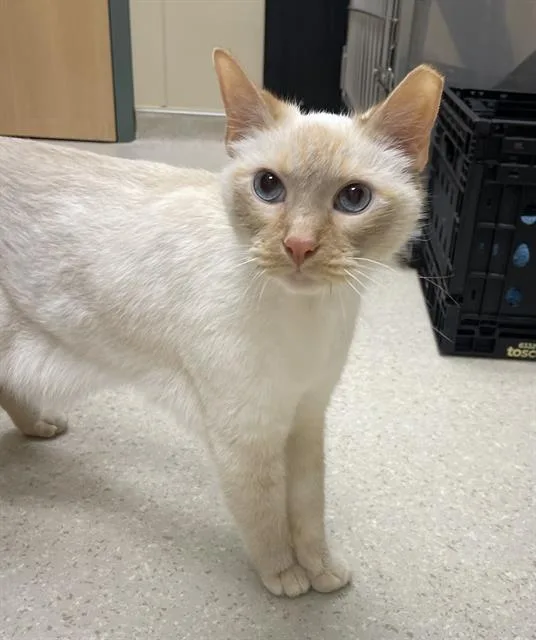 A senior medium-sized male Domestic Short Hair cat named Dominic for adoption in Clyde, NC