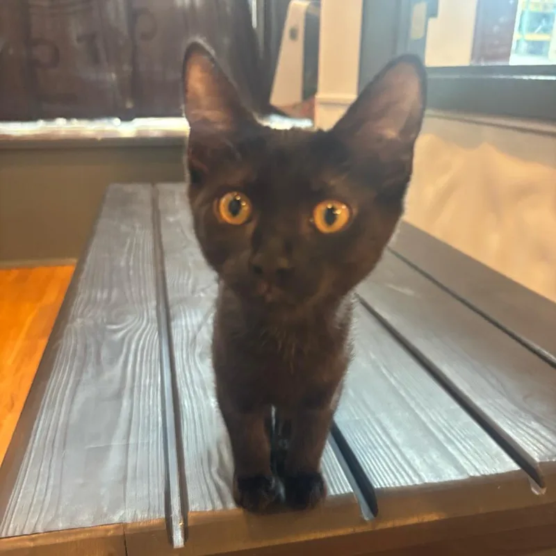 A baby medium-sized female Domestic Short Hair cat named Charli for adoption in Stokesdale, NC