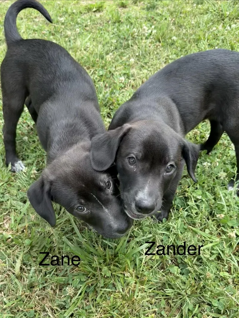 A baby large-sized male Black Labrador Retriever dog named Zane and Zander for adoption in Succasunna, NJ