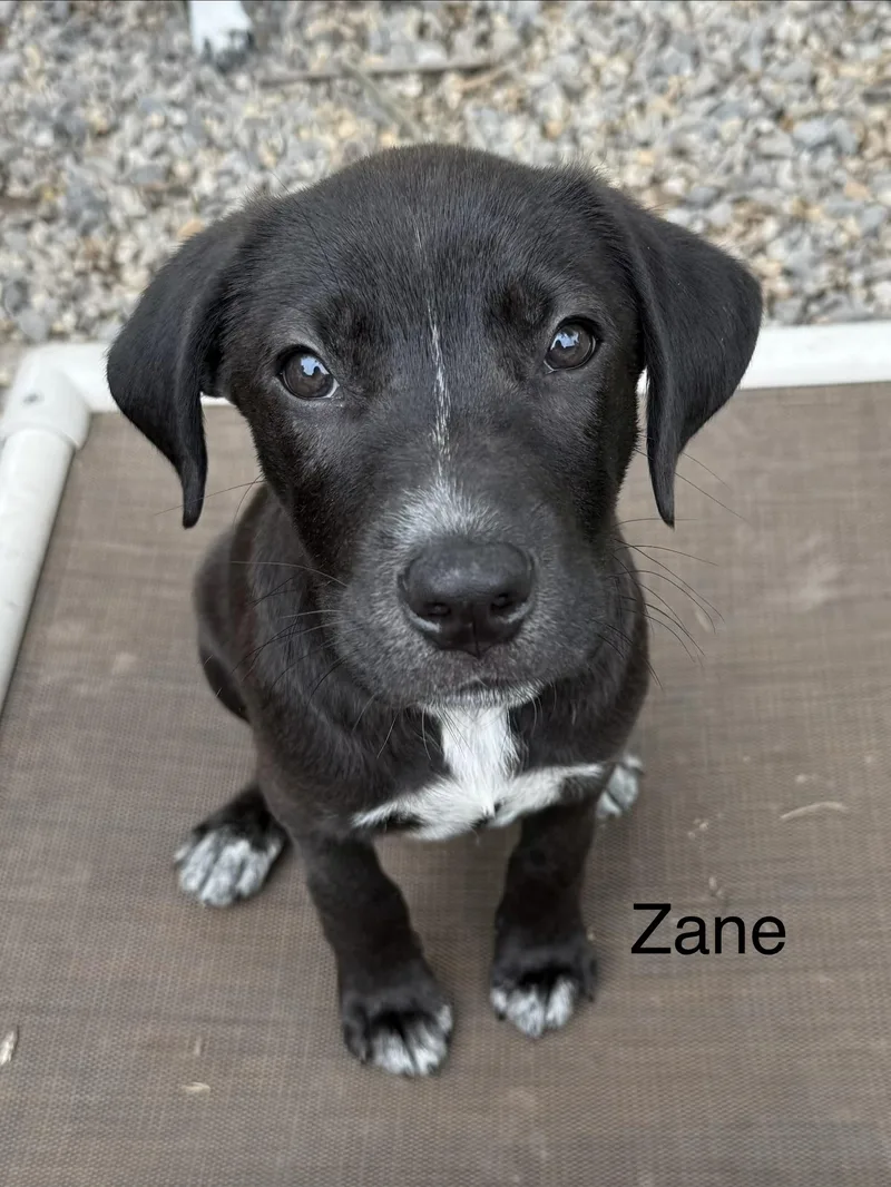 Zane and Zander thumbnail 3