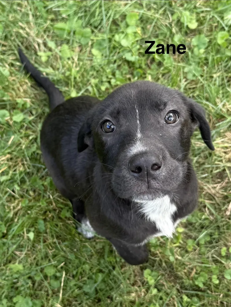 Zane and Zander thumbnail 4