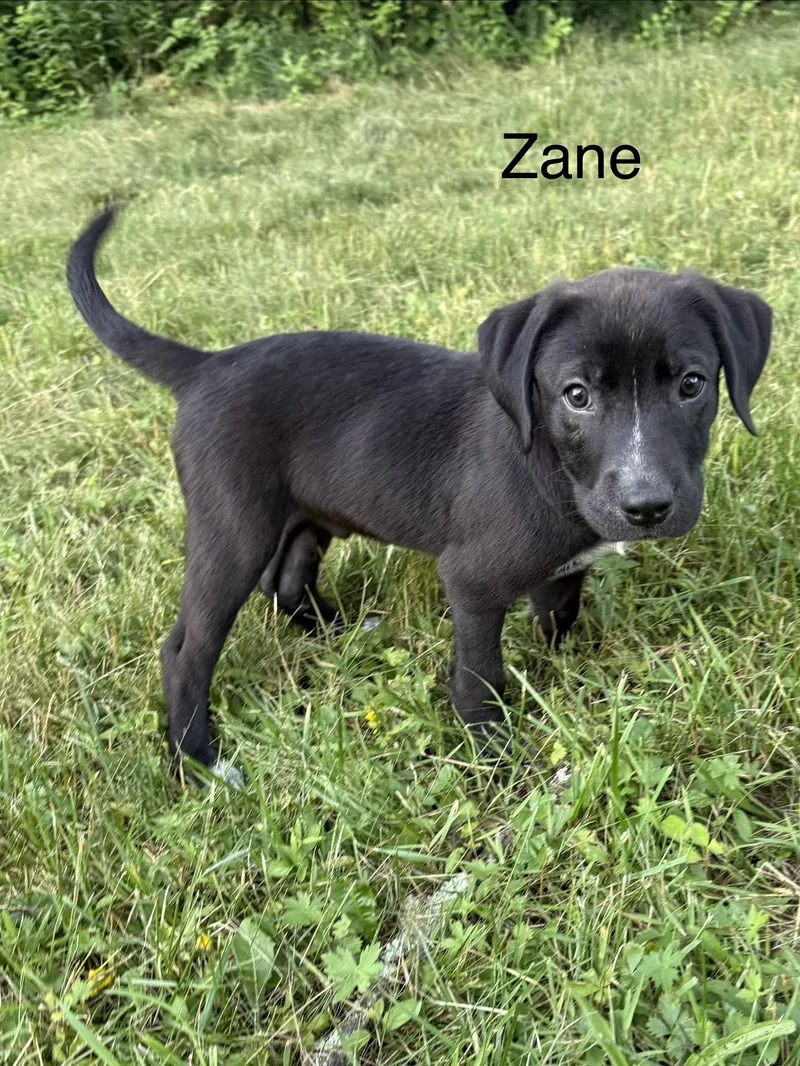 Zane and Zander thumbnail 6