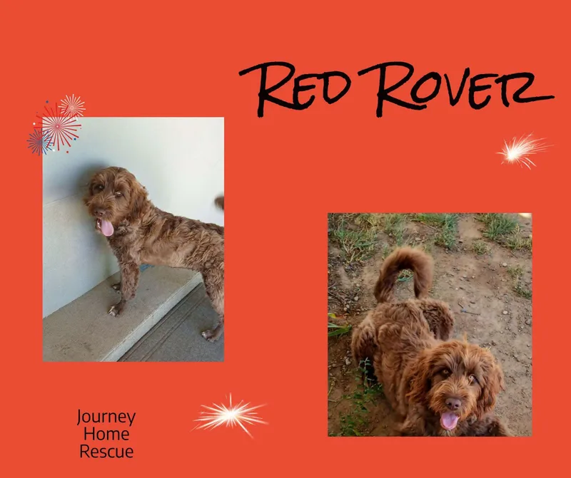 An adult medium-sized male Brown / Chocolate Portuguese Water Dog dog named Red Rover for adoption in East Wenatchee, WA