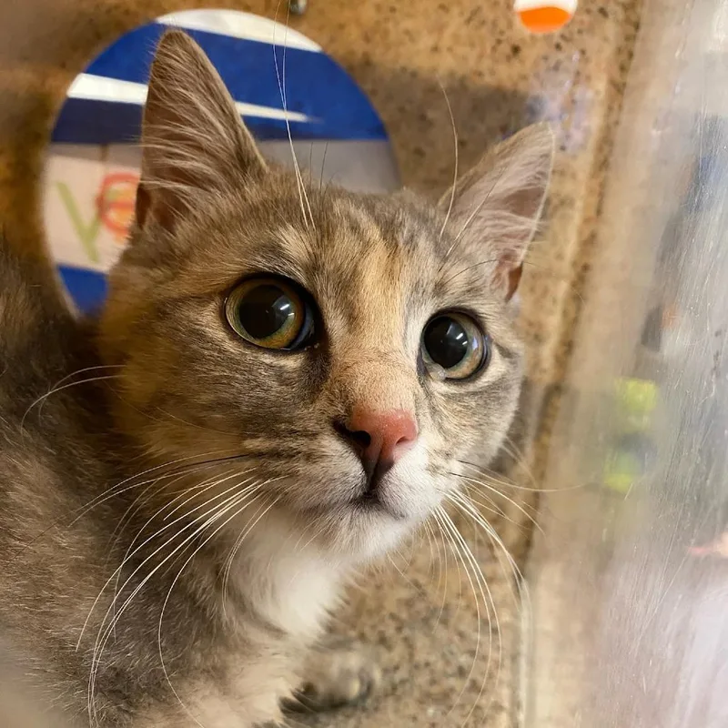 A baby small-sized female Torbie Domestic Short Hair cat named Garden for adoption in Memphis, TN