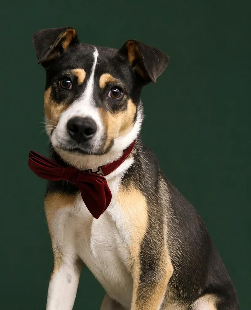 A young medium-sized male Tricolor (Brown, Black, & White) Mixed Breed dog named Bear for adoption in Sunderland, MD