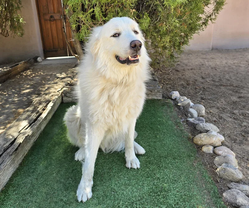 A young extra large-sized male White / Cream Great Pyrenees dog named King Kai  SWEET for adoption in Albuquerque, NM