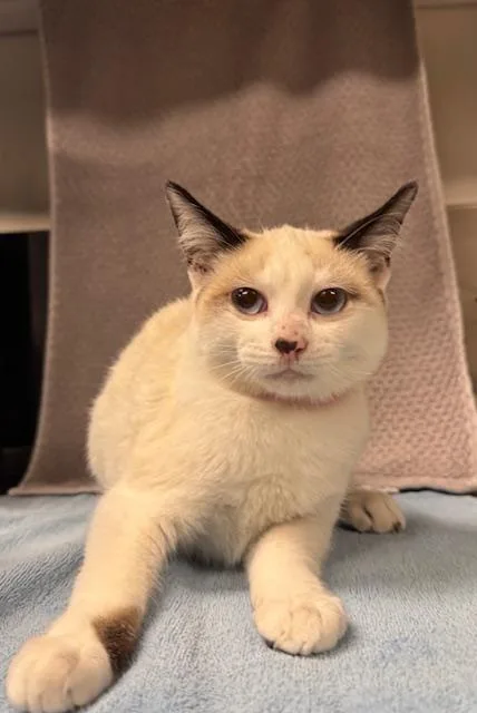 A baby medium-sized male Domestic Short Hair cat named Love Pie for adoption in Van Nuys, CA