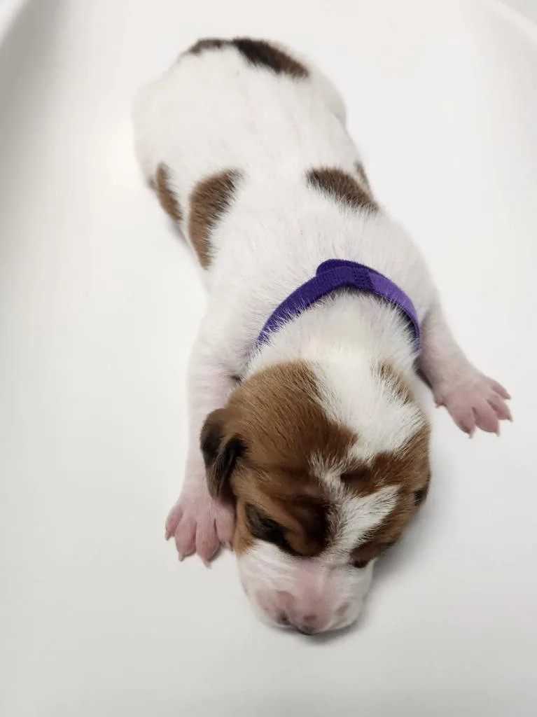 A baby small-sized female Hound dog named Cocoa for adoption in Wabash, IN