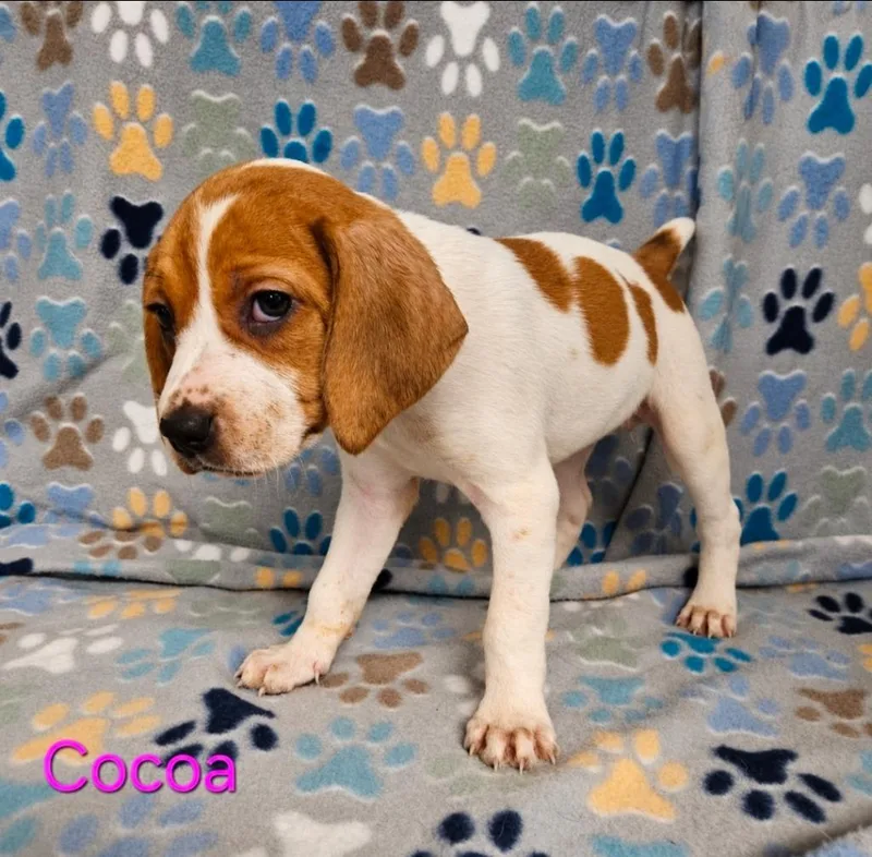 Cocoa thumbnail 2