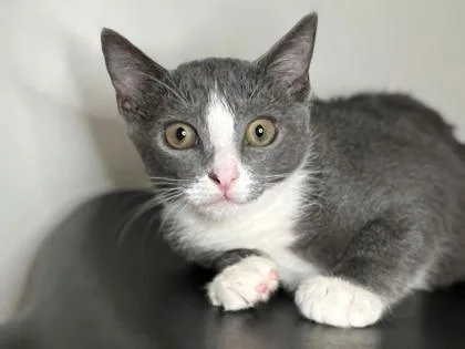 A baby small-sized female Domestic Short Hair cat named Celtic Spirit for adoption in Newberg, OR