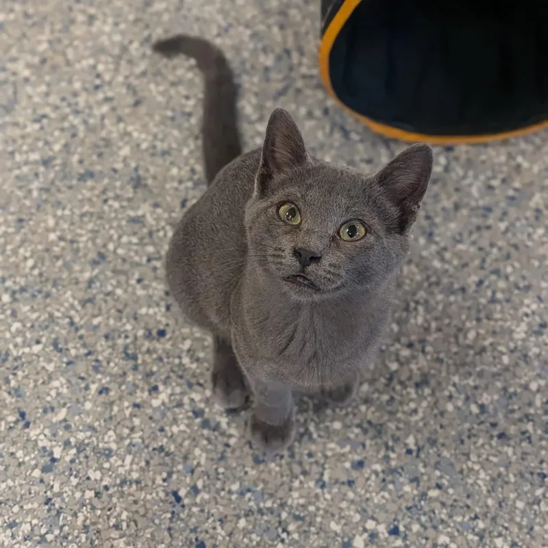 A baby small-sized female Gray / Blue / Silver Domestic Short Hair cat named Ivy for adoption in Prairie du Chien, WI