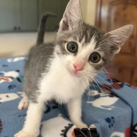 A baby small-sized male Gray / Blue / Silver Domestic Short Hair cat named Sully for adoption in Bastrop, TX
