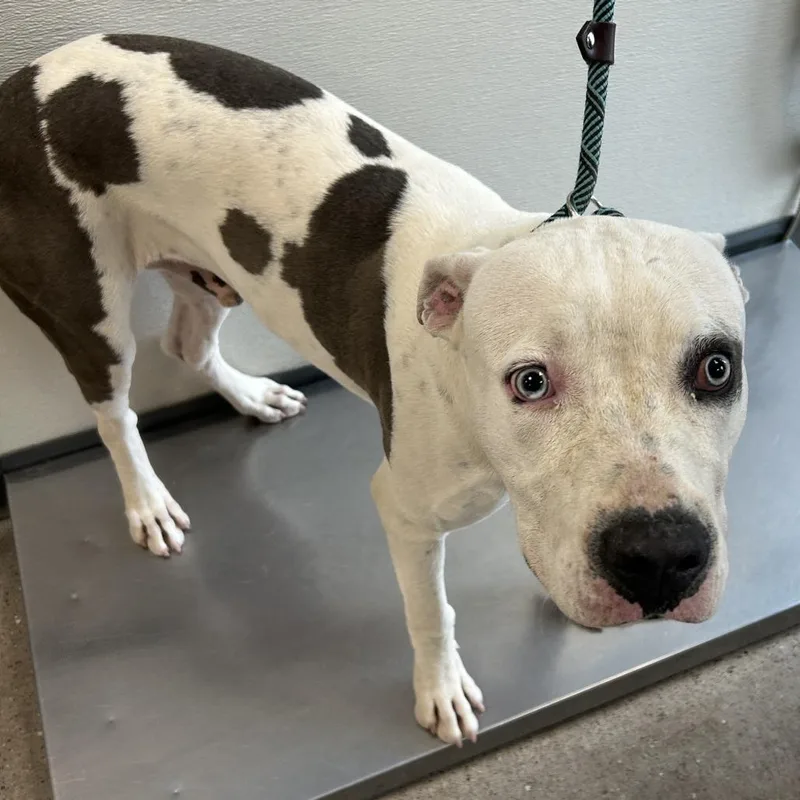 An adult large-sized male White / Cream Mixed Breed dog named 112003 for adoption in Las Cruces, NM