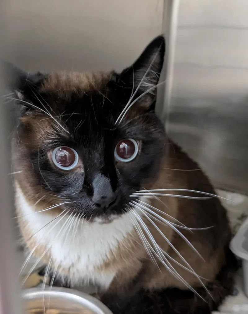 An adult large-sized male Seal Point Siamese cat named Eugene for adoption in Allen, TX