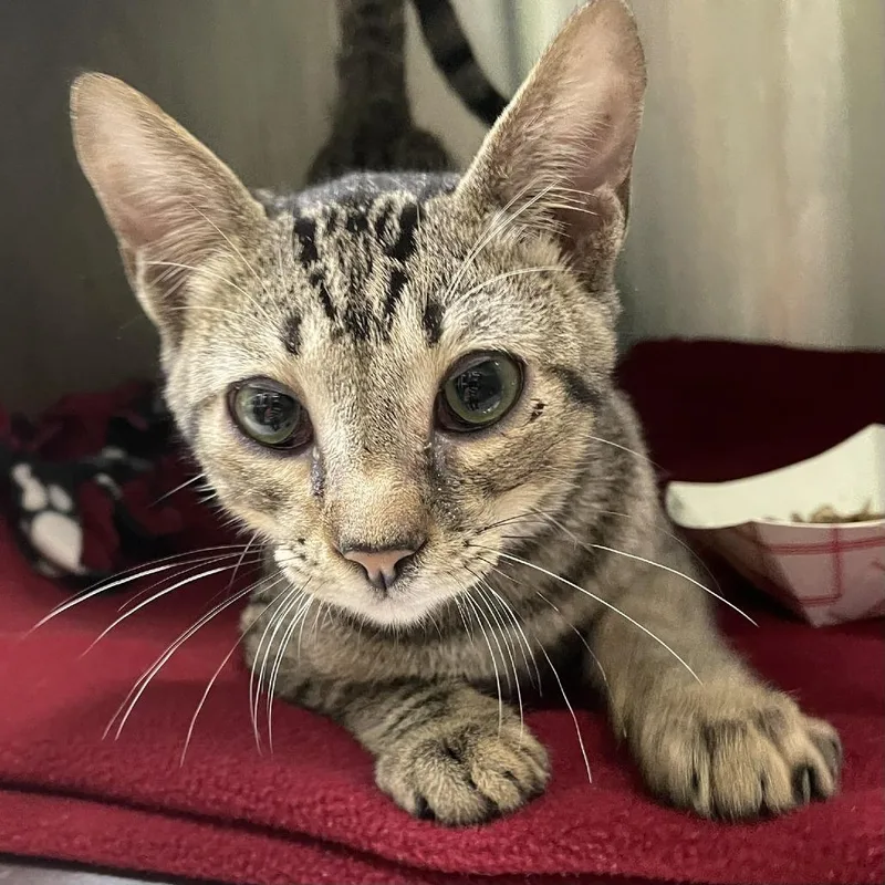 A young medium-sized male Brown / Chocolate Domestic Short Hair cat named Fun House Mirror for adoption in Austin, TX