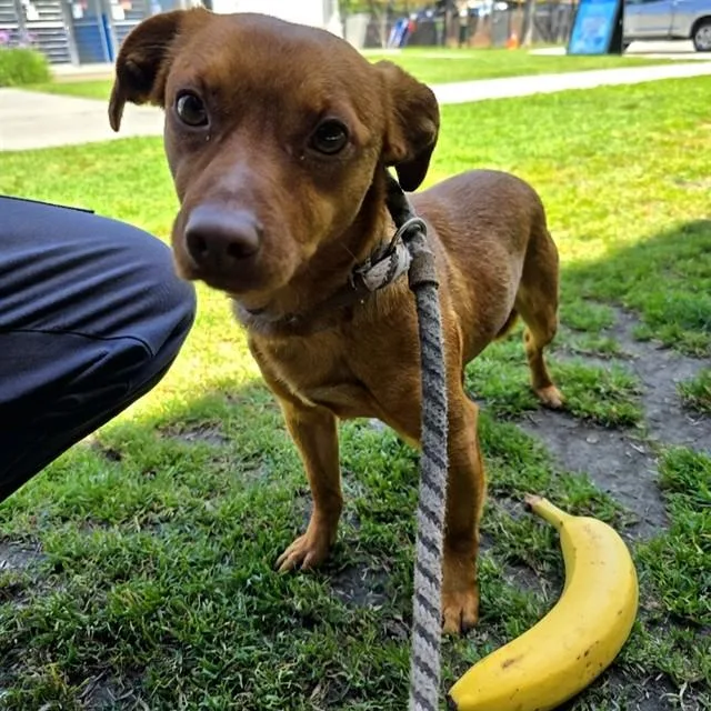 A young small-sized male Chihuahua dog named Chili for adoption in Long Beach, CA