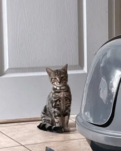 Artemis
