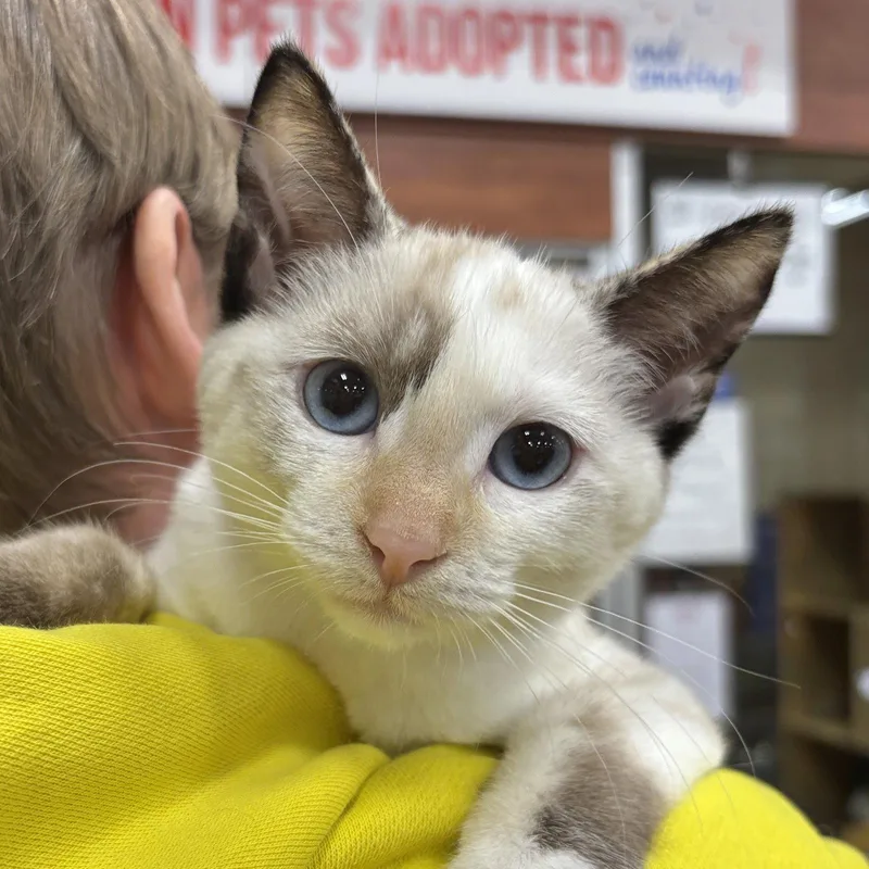 A baby medium-sized female Siamese cat named Carla for adoption in Sonora, CA