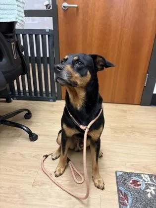 An adult medium-sized male Labrador Retriever dog named Travis for adoption in Alamo Heights, TX