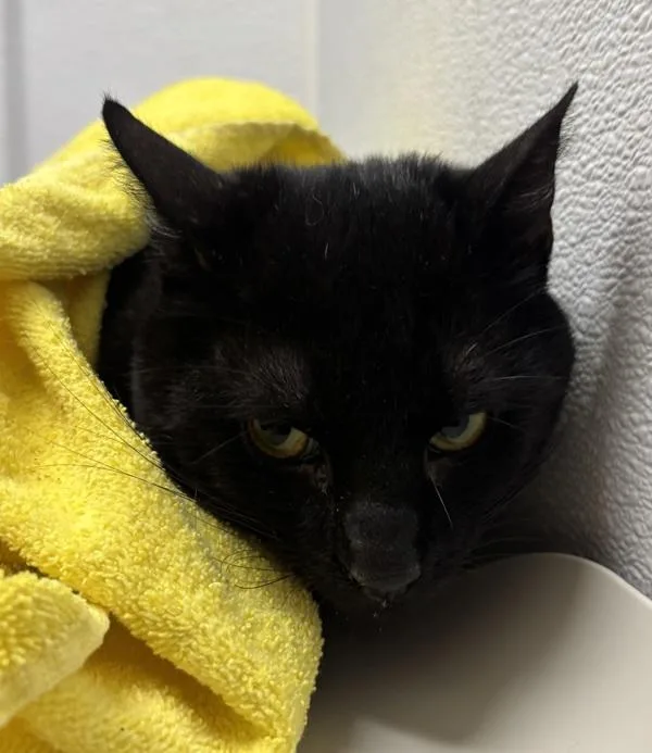 An adult medium-sized male Domestic Short Hair cat named Dude for adoption in Silverdale, WA