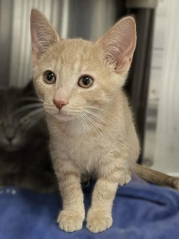 A baby small-sized male Domestic Short Hair cat named Peanut for adoption in Roanoke, VA