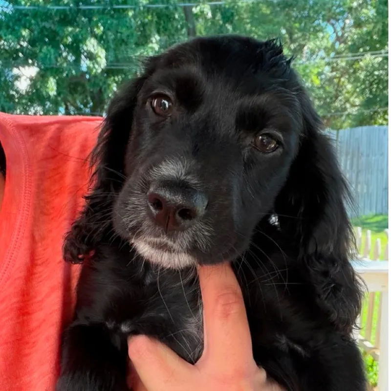 A baby small-sized female Black Mixed Breed dog named Carlotta for adoption in Fredericksburg, VA