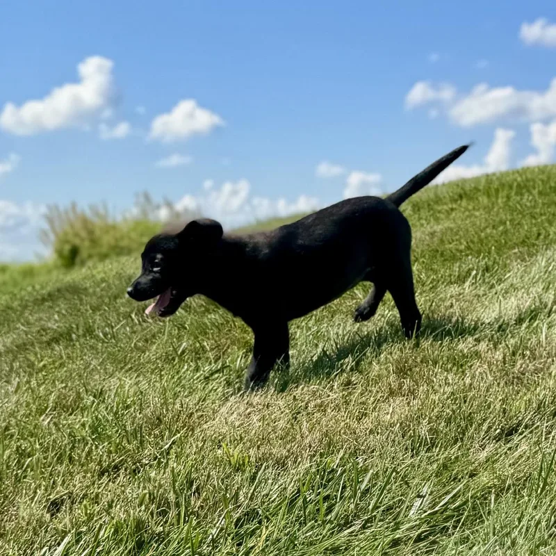 A baby medium-sized female Black Labrador Retriever dog named Evie for adoption in La Grange, KY