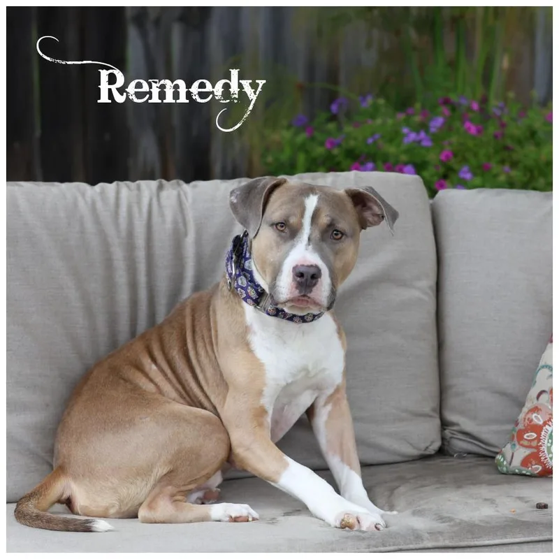 Remedy thumbnail 2