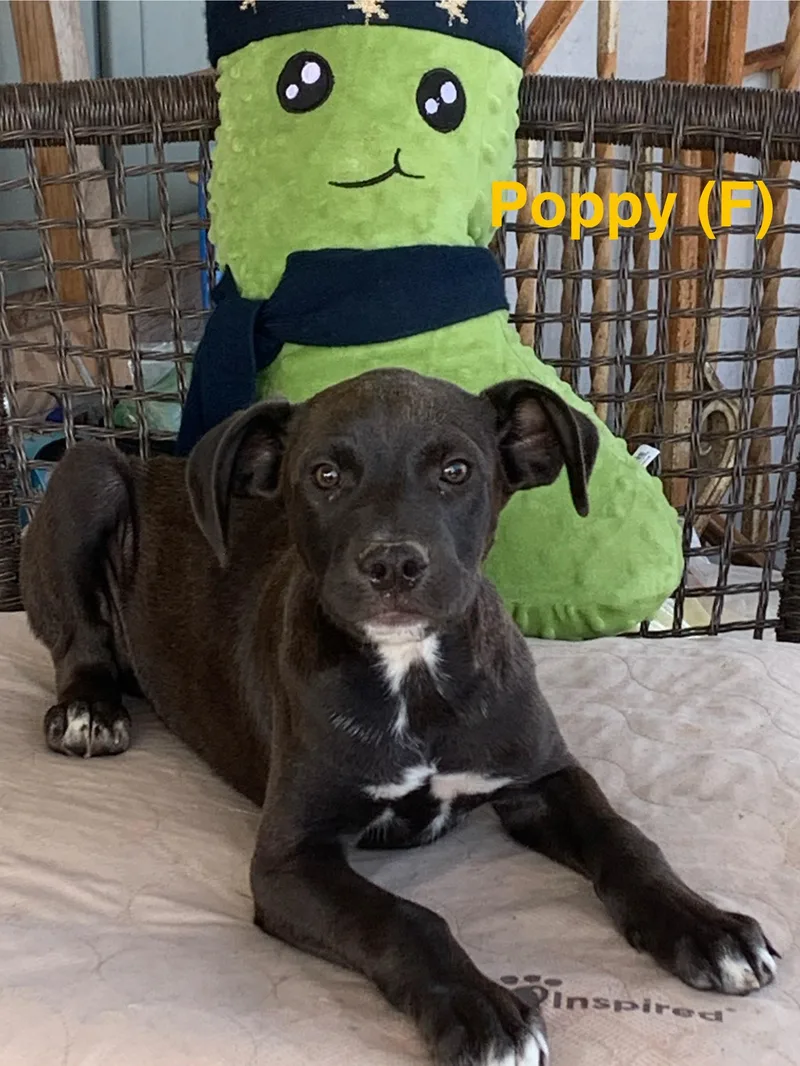 A baby medium-sized female Labrador Retriever dog named Poppy for adoption in Chattanooga, TN