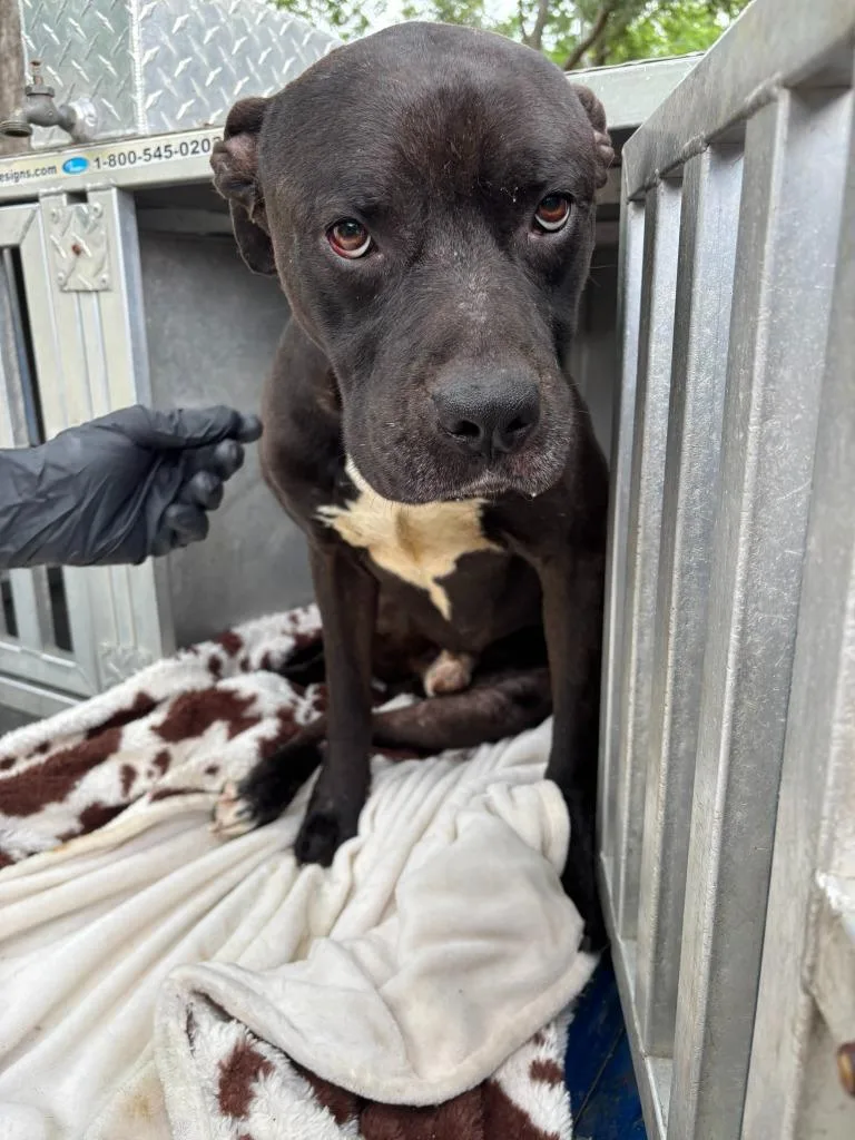 An adult medium-sized male Labrador Retriever dog named Draco for adoption in Swainsboro, GA