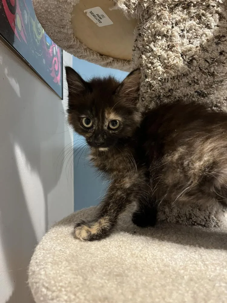A baby small-sized female Domestic Long Hair cat named Dolores for adoption in Emerald Isle, NC