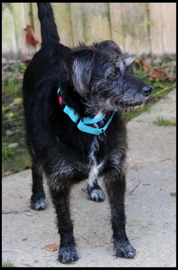 An adult medium-sized female Wirehaired Terrier dog named Luna for adoption in Shippenville, PA