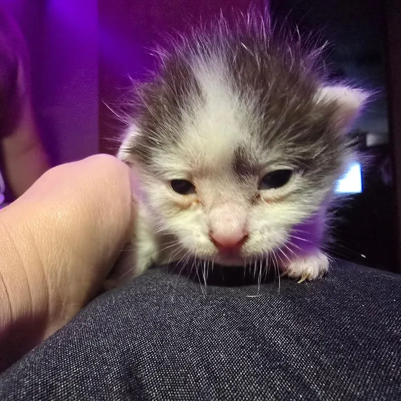 A baby small-sized male Domestic Medium Hair cat named Snickers for adoption in Marble, NC