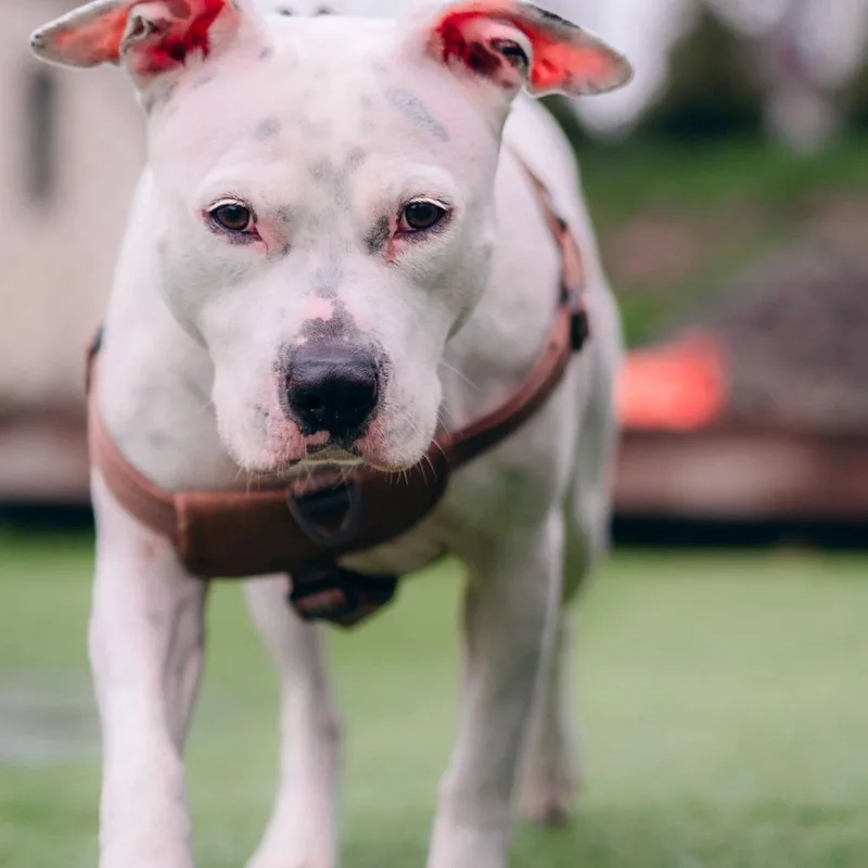 An adult medium-sized female White / Cream American Staffordshire Terrier dog named Lindy for adoption in Long Island City, NY