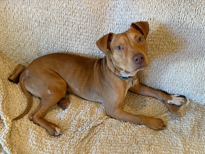 A baby medium-sized male Pit Bull Terrier dog named Mister for adoption in Spring Lake, NJ