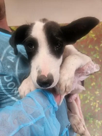 A young small-sized male Shepherd dog named Waldo for adoption in San Antonio, TX