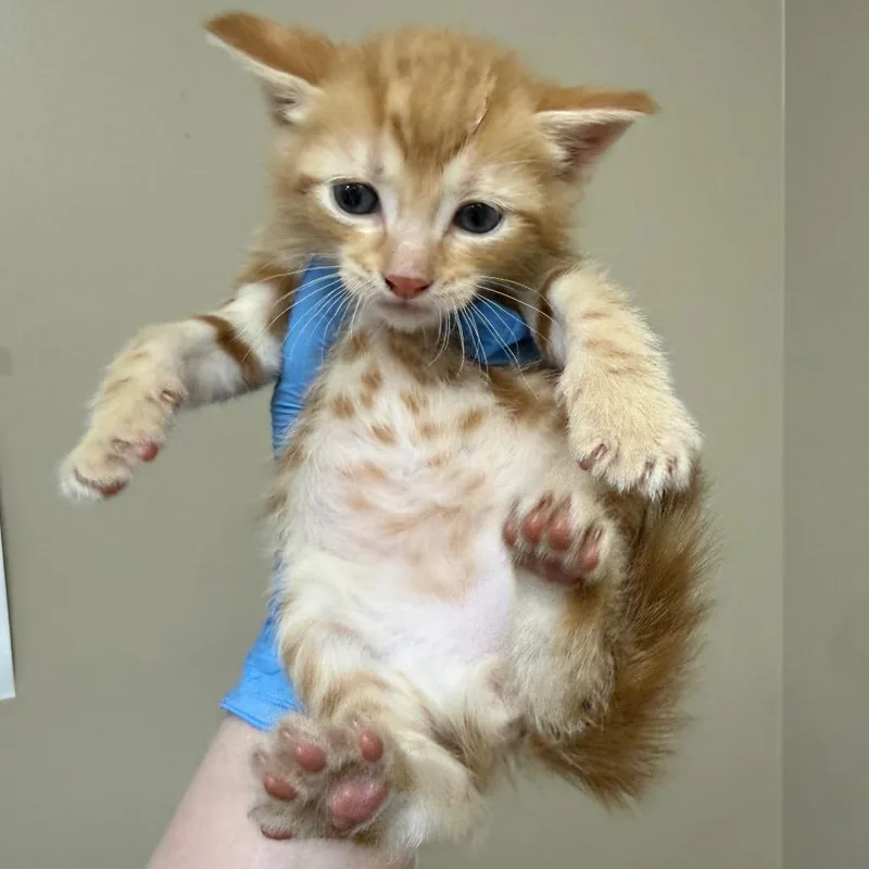 A baby small-sized male Orange / Red Domestic Short Hair cat named Aj for adoption in Birmingham, AL