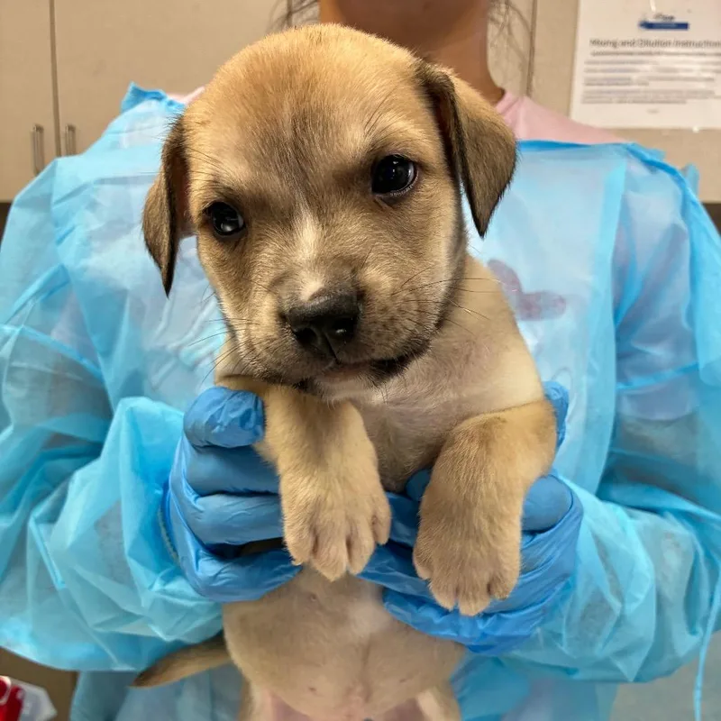 A baby small-sized male Yellow / Tan / Blond / Fawn American Staffordshire Terrier dog named Pete for adoption in San Antonio, TX